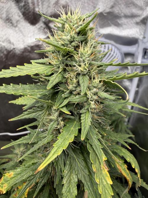 Gorilla Z auto / perpetual grow fastbuds. Week 10