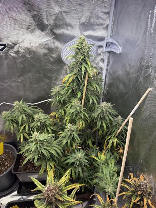 Gorilla Z auto / perpetual grow fastbuds. Week 10