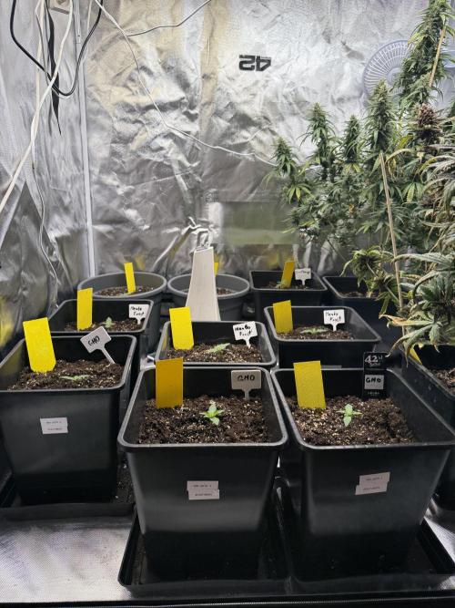 FastBuds x Medic grow test. Week 2