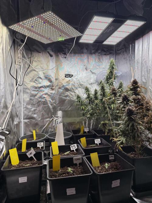 FastBuds x Medic grow test. Week 2