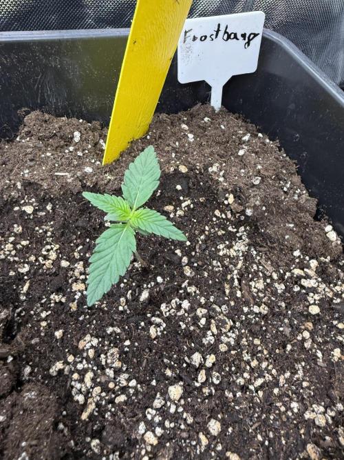 FastBuds x Medic grow test. Week 2
