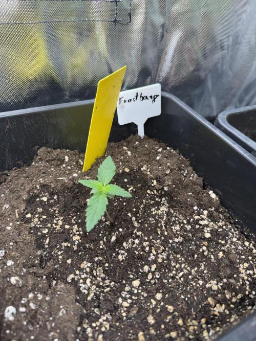 FastBuds x Medic grow test. Week 2