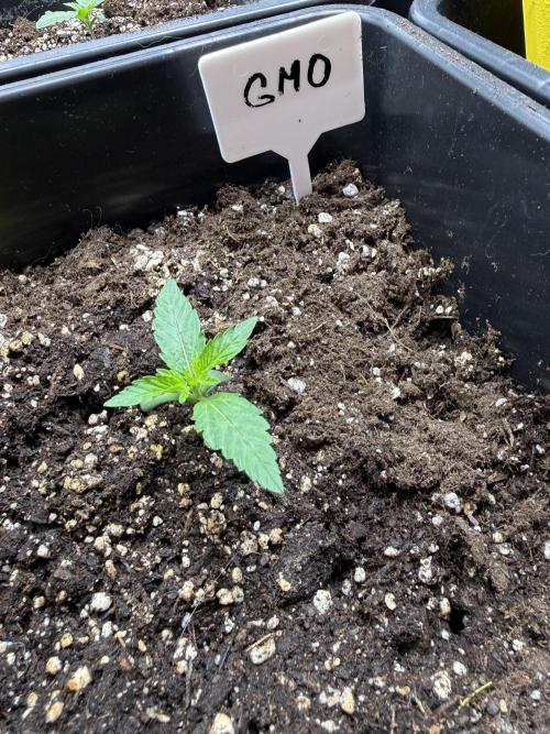 FastBuds x Medic grow test. Week 2