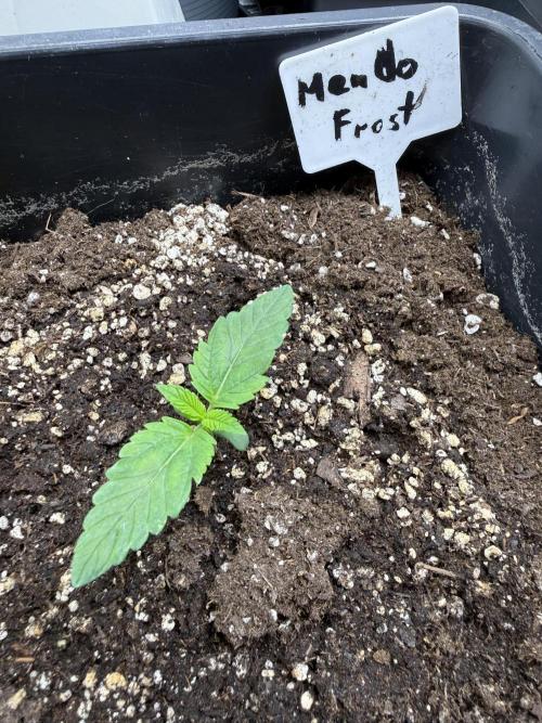 FastBuds x Medic grow test. Week 2