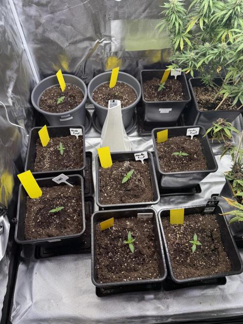 FastBuds x Medic grow test. Week 2