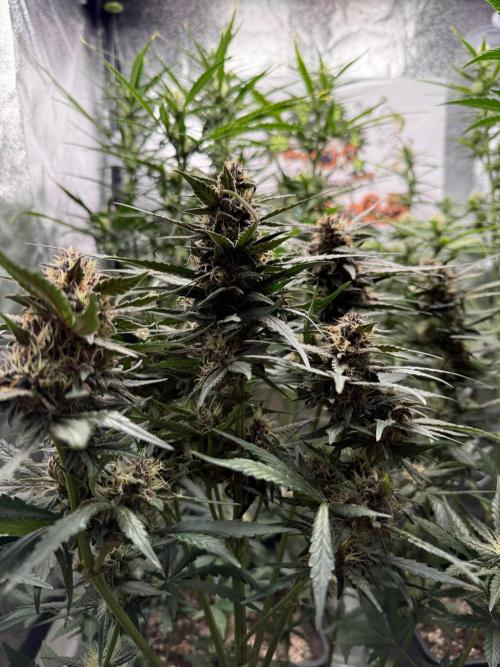 Fastbuds unreleased champions mix auto. Week 7