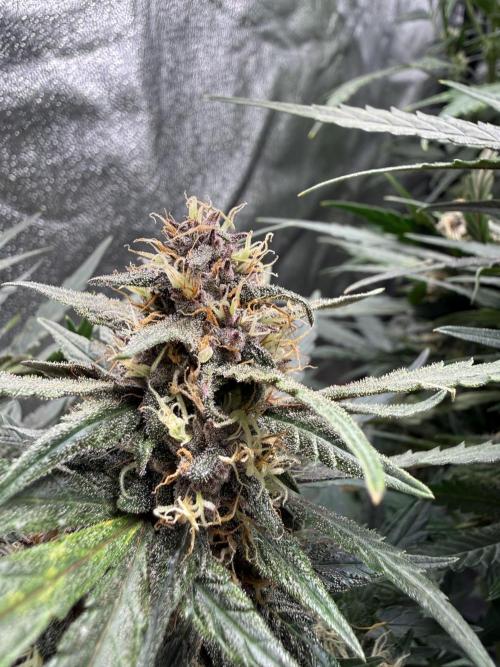 Fastbuds unreleased champions mix auto. Week 7