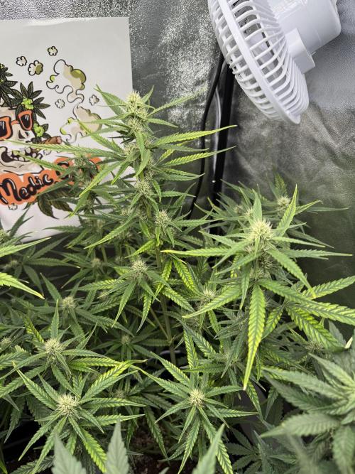 Fastbuds unreleased champions mix auto. Week 7