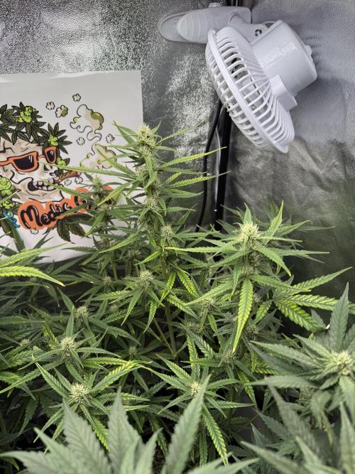 Fastbuds unreleased champions mix auto. Week 7