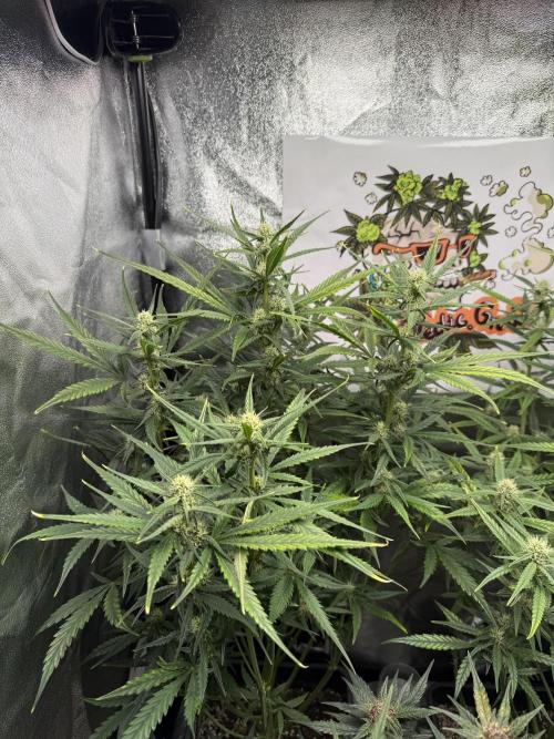 Fastbuds unreleased champions mix auto. Week 7