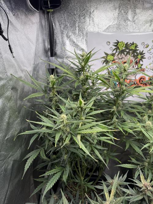Fastbuds unreleased champions mix auto. Week 7