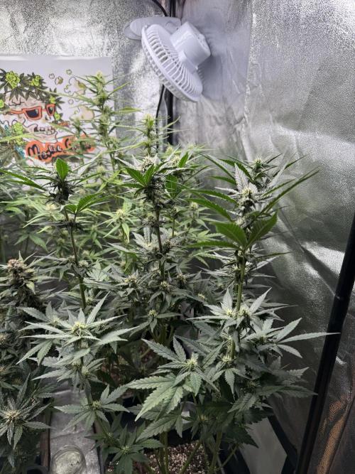 Fastbuds unreleased champions mix auto. Week 7