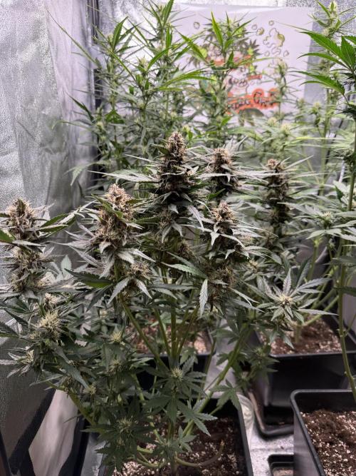 Fastbuds unreleased champions mix auto. Week 7