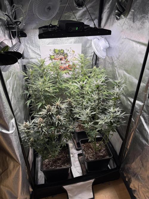 Fastbuds unreleased champions mix auto. Week 7