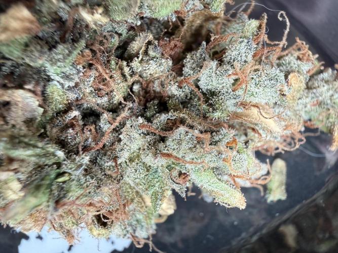 Mango cherry runtz auto /perpetual grow. Week 8