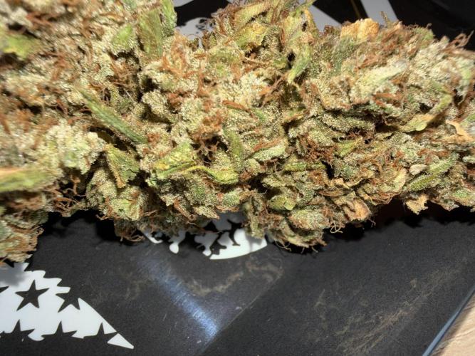 Mango cherry runtz auto /perpetual grow. Week 8