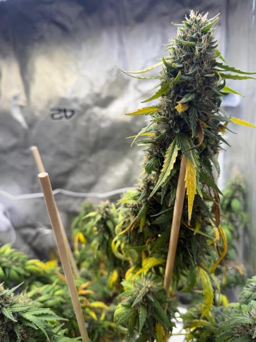 Gorilla Z auto / perpetual grow fastbuds. Week 11