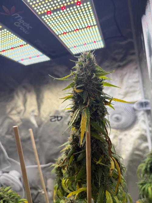 Gorilla Z auto / perpetual grow fastbuds. Week 11