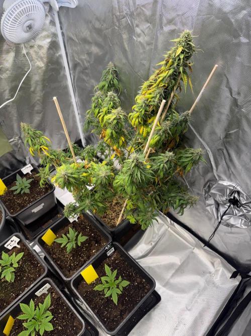 Gorilla Z auto / perpetual grow fastbuds. Week 11