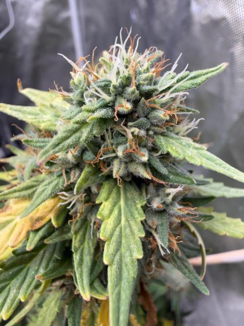 Gorilla Z auto / perpetual grow fastbuds. Week 11