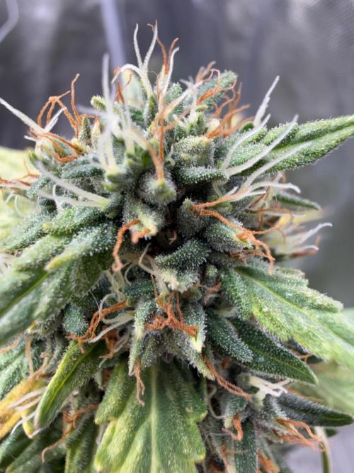 Gorilla Z auto / perpetual grow fastbuds. Week 11