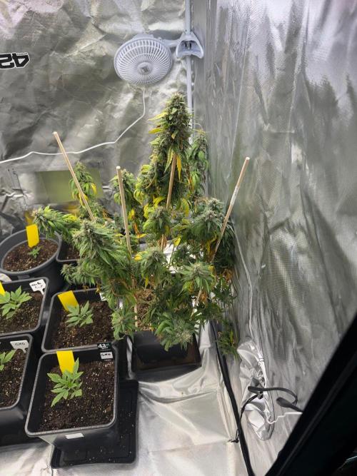 Gorilla Z auto / perpetual grow fastbuds. Week 11