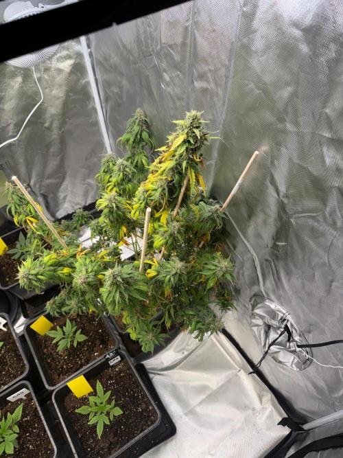 Gorilla Z auto / perpetual grow fastbuds. Week 11