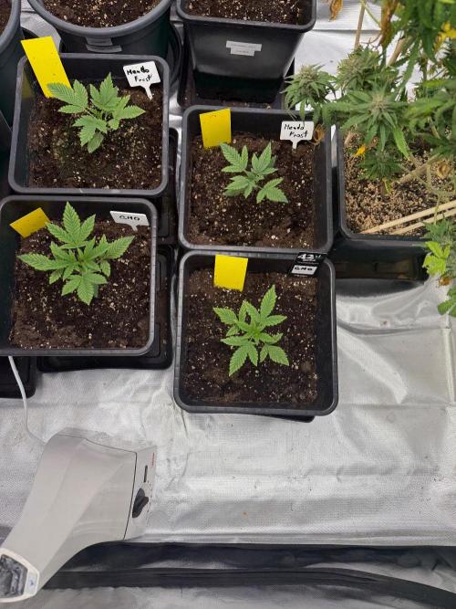 FastBuds x Medic grow test. Week 3