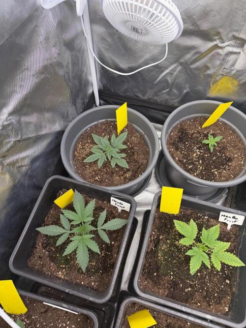 FastBuds x Medic grow test. Week 3