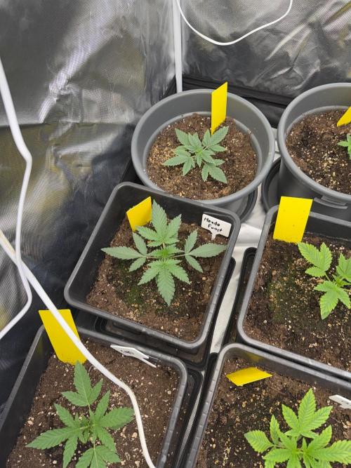 FastBuds x Medic grow test. Week 3