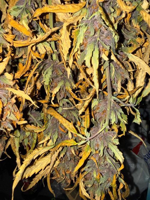 FastBuds Purple lemonade auto 1.6.2026. Week 11