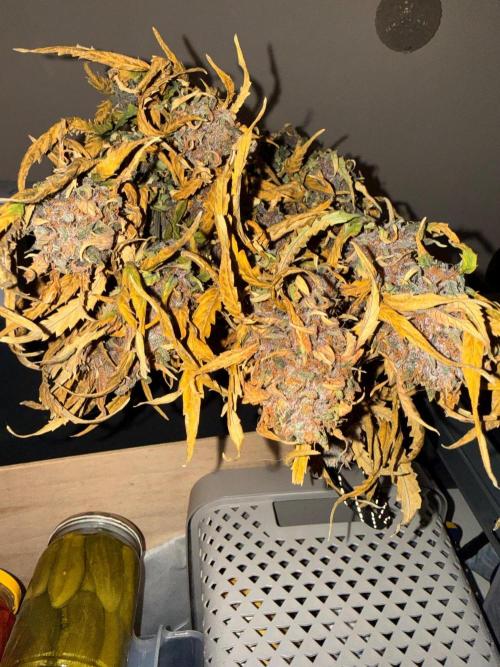 FastBuds Purple lemonade auto 1.6.2026. Week 11