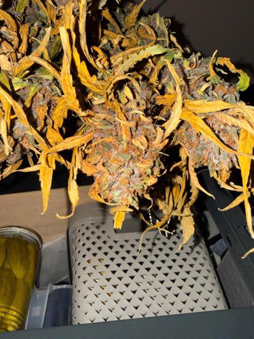 FastBuds Purple lemonade auto 1.6.2026. Week 11