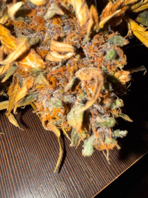 FastBuds Purple lemonade auto 1.6.2026. Week 11