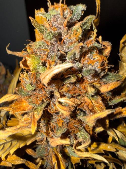 FastBuds Purple lemonade auto 1.6.2026. Week 11