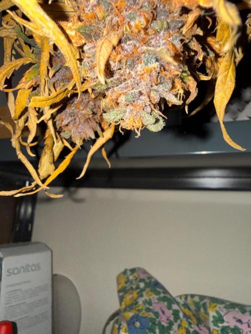 FastBuds Purple lemonade auto 1.6.2026. Week 11