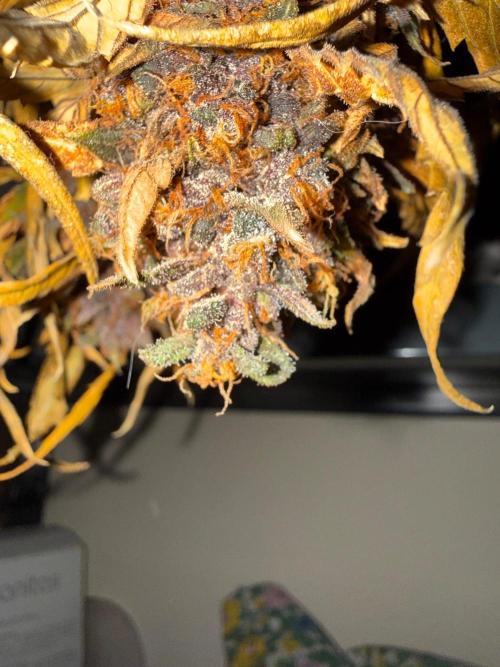 FastBuds Purple lemonade auto 1.6.2026. Week 11