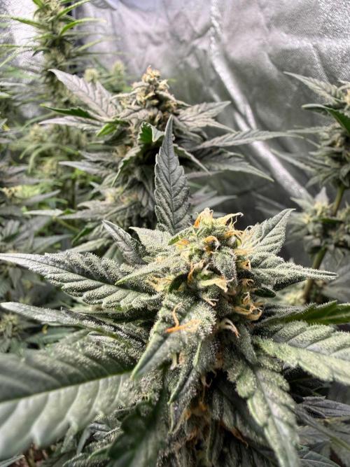 Fastbuds unreleased champions mix auto. Week 8