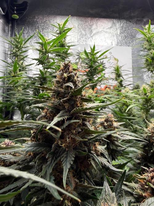 Fastbuds unreleased champions mix auto. Week 8