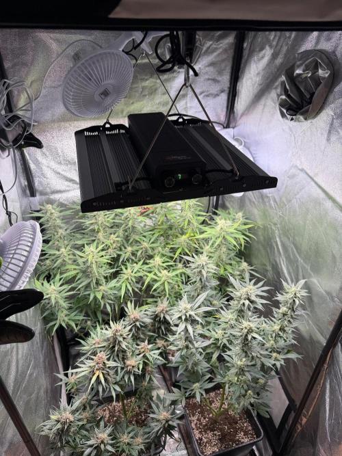 Fastbuds unreleased champions mix auto. Week 8