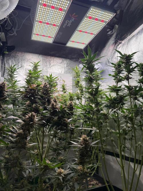 Fastbuds unreleased champions mix auto. Week 8