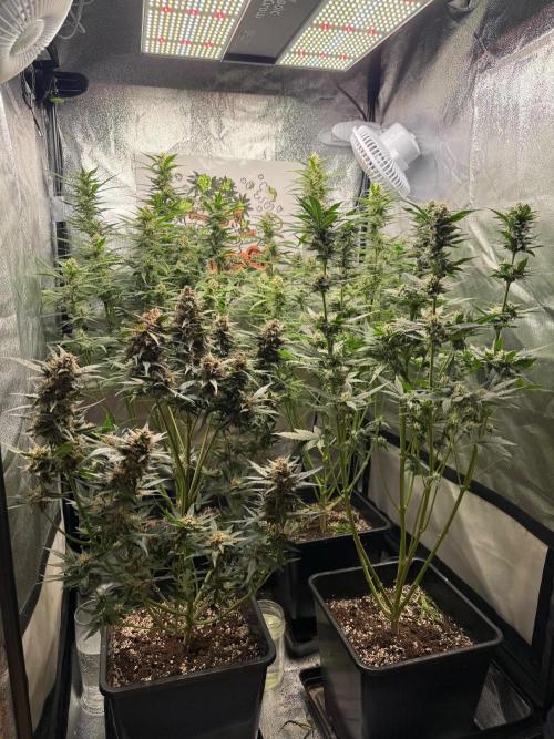 Fastbuds unreleased champions mix auto. Week 8