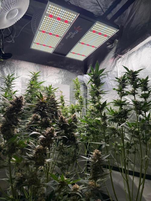 Fastbuds unreleased champions mix auto. Week 8