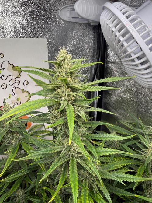 Fastbuds unreleased champions mix auto. Week 8