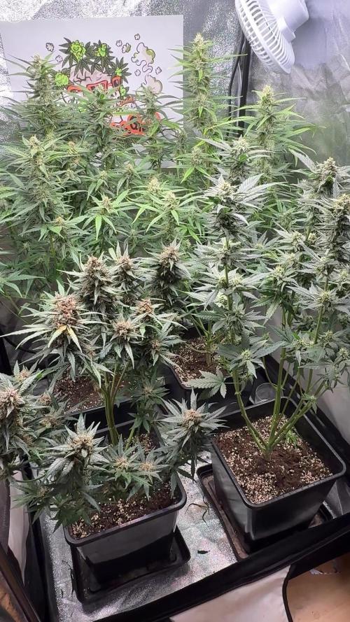 Fastbuds unreleased champions mix auto