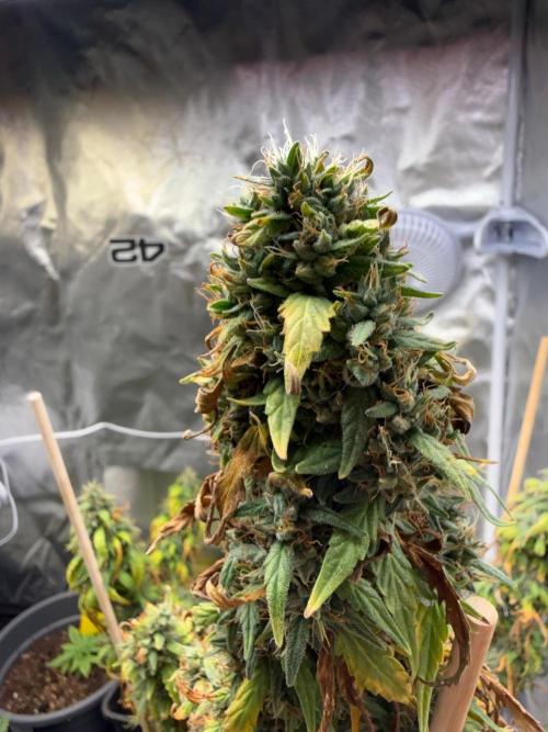 Gorilla Z auto / perpetual grow fastbuds. Week 12