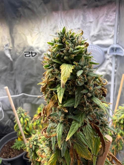 Gorilla Z auto / perpetual grow fastbuds. Week 12