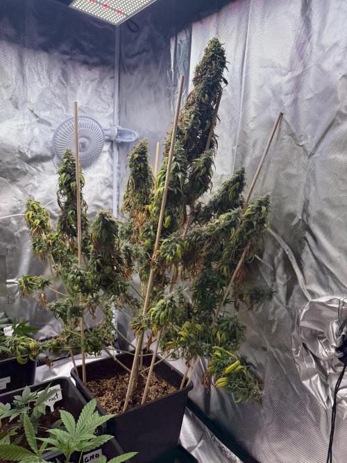 Gorilla Z auto / perpetual grow fastbuds. Week 12
