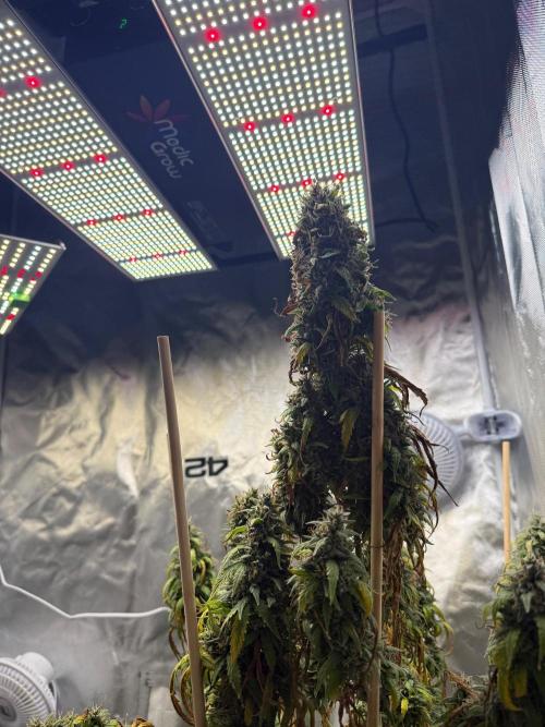 Gorilla Z auto / perpetual grow fastbuds. Week 12