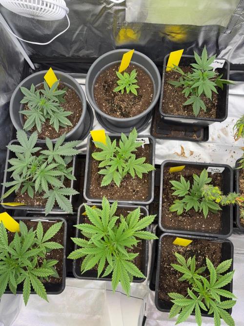 FastBuds x Medic grow test. Week 4